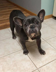 Medium Photo #1 French Bulldog Puppy For Sale in Maple Grove, MN, USA