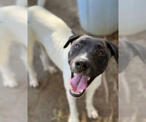 Akita-Unknown Mix Dogs for adoption in Riverside, CA, USA