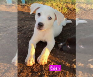Labrador Retriever-Unknown Mix Dogs for adoption in Alexander, AR, USA