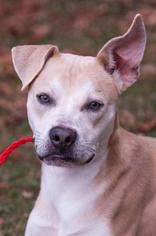 Labrador Retriever-Unknown Mix Dogs for adoption in Johnson City, TN, USA