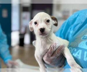 Mutt Dogs for adoption in Raleigh, NC, USA
