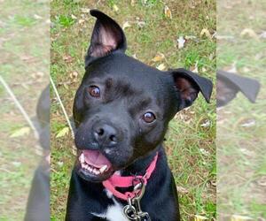 Bo-Dach Dogs for adoption in Bellmawr, NJ, USA