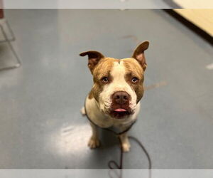 Bullypit Dogs for adoption in Denver, CO, USA