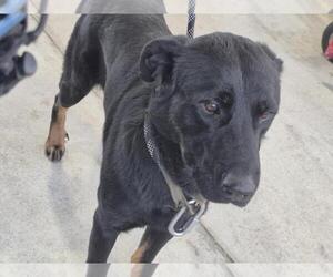 German Shepherd Dog-Unknown Mix Dogs for adoption in Texas City, TX, USA