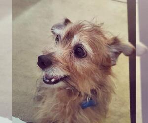 Norfolk Terrier-Norwich Terrier Mix Dogs for adoption in Maple Grove, MN, USA