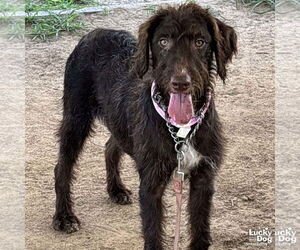 Labrador Retriever-Unknown Mix Dogs for adoption in Washington, DC, USA