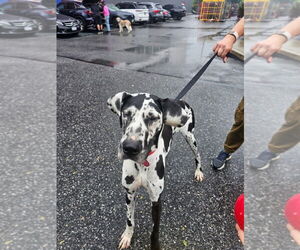Great Dane-Unknown Mix Dogs for adoption in Brooklyn, NY, USA