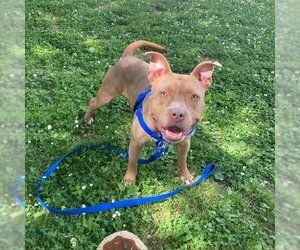 American Pit Bull Terrier Dogs for adoption in Boston, MA, USA