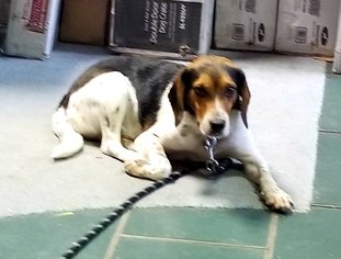 Beagle Dogs for adoption in Dublin, OH, USA