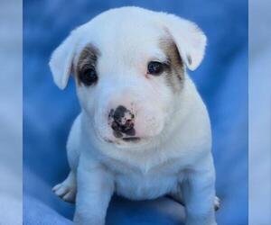 Boxador Dogs for adoption in San Diego, CA, USA