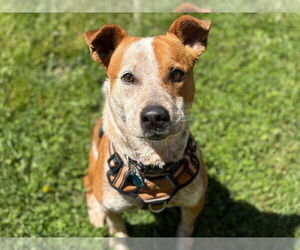Australian Cattle Dog-Unknown Mix Dogs for adoption in Tulsa, OK, USA