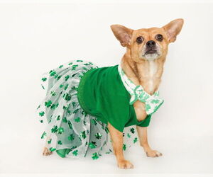 Chihuahua-Unknown Mix Dogs for adoption in phoenix, AZ, USA