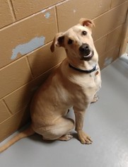 Boxador Dogs for adoption in Lake City, MI, USA
