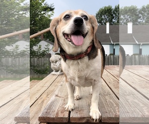 Medium Photo #1 Beagle Puppy For Sale in Landenberg, PA, USA