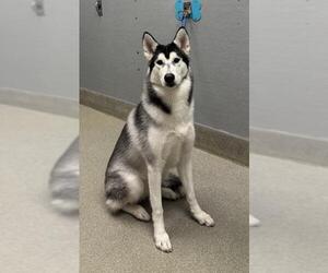 Siberian Husky-Unknown Mix Dogs for adoption in Las Vegas, NV, USA