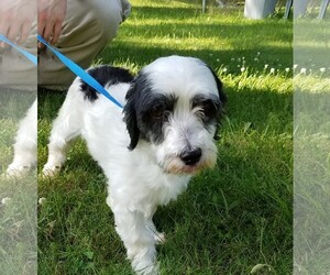 Havanese Dogs for adoption in Akron, OH, USA