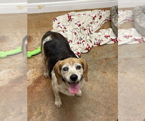 Beagle-Unknown Mix Dogs for adoption in Bolivar, MO, USA