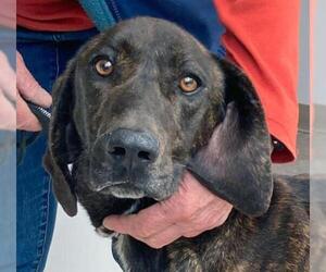 Plott Hound Dogs for adoption in Westminster, MD, USA