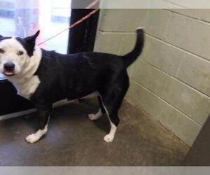 Border Collie-Unknown Mix Dogs for adoption in Tulsa, OK, USA