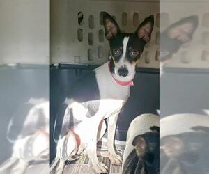 Rat Terrier Dogs for adoption in Pembroke, GA, USA