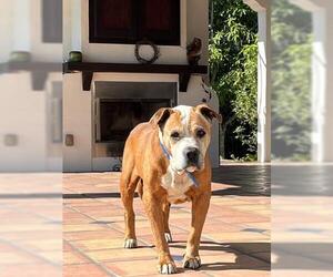 American Bulldog Dogs for adoption in Orlando, FL, USA