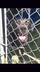 American Pit Bull Terrier-Labrador Retriever Mix Dogs for adoption in Pembroke, GA, USA
