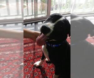 American Pit Bull Terrier Dogs for adoption in Spotsylvania, VA, USA