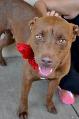 Medium Photo #1 American Staffordshire Terrier-Unknown Mix Puppy For Sale in McKinney, TX, USA