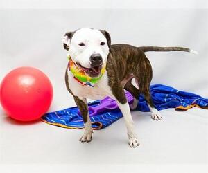 Mutt Dogs for adoption in Sanford, FL, USA
