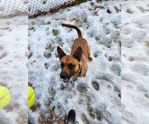 German Shepherd Dog-Unknown Mix Dogs for adoption in Minneapolis, MN, USA