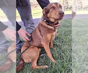 Doberman Pinscher-German Shepherd Dog Mix Dogs for adoption in Monterey, VA, USA