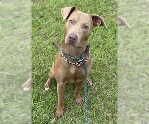 American Staffordshire Terrier-Unknown Mix Dogs for adoption in Fort Lauderdale, FL, USA
