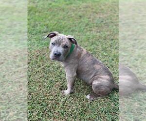 American Staffordshire Terrier-Bulldog Mix Dogs for adoption in Shreveport, LA, USA