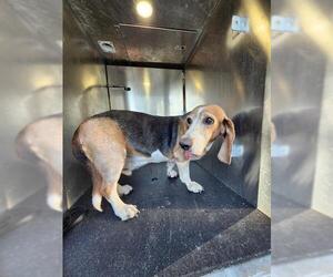 Basset Hound-Unknown Mix Dogs for adoption in San Antonio, TX, USA
