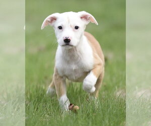 Medium Photo #5 Chihuahua-Unknown Mix Puppy For Sale in Mechanicsburg, PA, USA