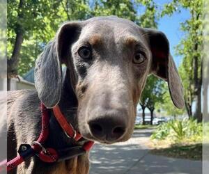 Doberman Pinscher Dogs for adoption in Woodland, CA, USA