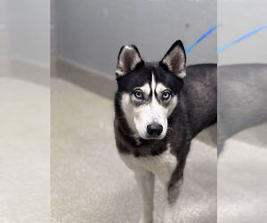Siberian Husky-Unknown Mix Dogs for adoption in Las Vegas, NV, USA