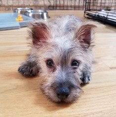 Cairn Terrier Dogs for adoption in Wheaton, IL, USA