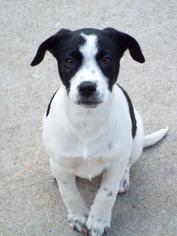 Labrador Retriever-Unknown Mix Dogs for adoption in Fond du Lac, WI, USA