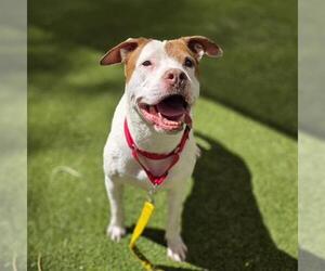 Mutt Dogs for adoption in Las Vegas, NV, USA