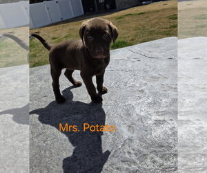Labrador Retriever-Unknown Mix Dogs for adoption in MIDWAY, UT, USA