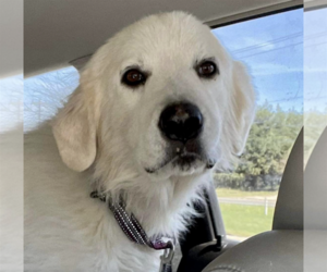 Great Pyrenees Dogs for adoption in Houston, TX, USA