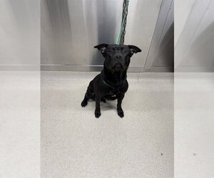 Mutt Dogs for adoption in Fairbanks, AK, USA