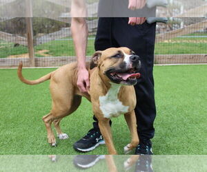 Boxer-Unknown Mix Dogs for adoption in Chestertown, MD, USA