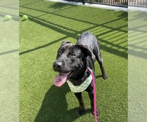 Labrador Retriever Dogs for adoption in Baytown, TX, USA