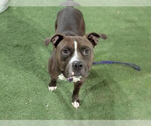 American Pit Bull Terrier-Unknown Mix Dogs for adoption in Las Vegas, NV, USA