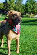 Anatolian Shepherd Dogs for adoption in Lake Forest, CA, USA
