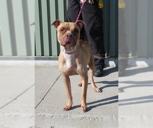 Small Boxer-Chinese Shar-Pei Mix