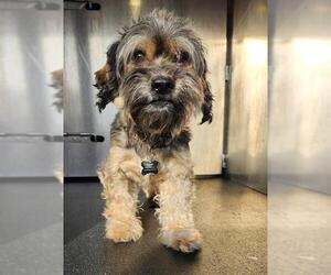 Shih Tzu-Unknown Mix Dogs for adoption in San Antonio, TX, USA