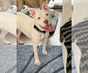 American Pit Bull Terrier-Unknown Mix Dogs for adoption in Rockaway, NJ, USA